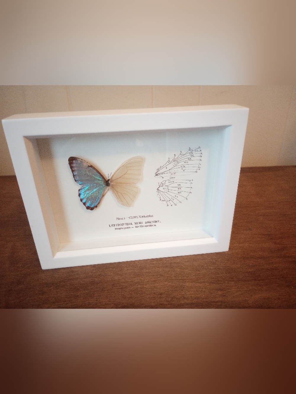 Blue Butterfly Anatomy Art